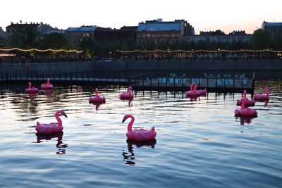 View of birds in lake