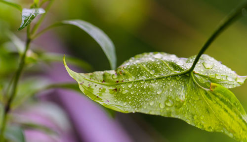 Close-up of raindrops on leaves