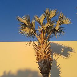 Low angle view of palm tree against clear sky