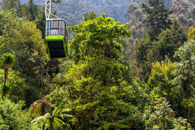 Trees and plants growing on mountain