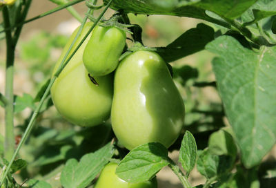 Close-up of apples