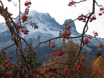 Cherries growing on tree against mountain