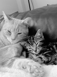 Close-up of cat sleeping on bed at home