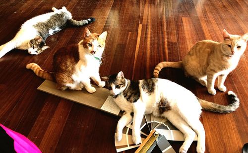 High angle view of cats on hardwood floor