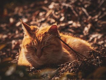 Close-up of a cat resting on field