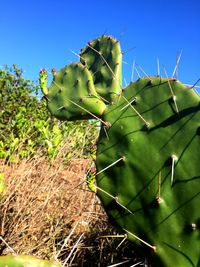 Close-up of prickly pear cactus