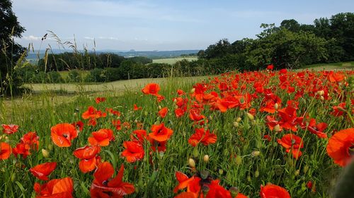 Red poppy flowers growing on field against sky