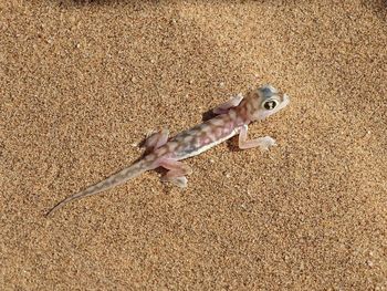 High angle view of lizard on sand at beach