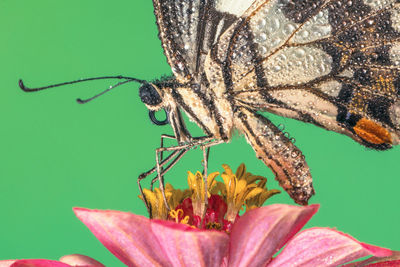 Close-up of butterfly pollinating on flower