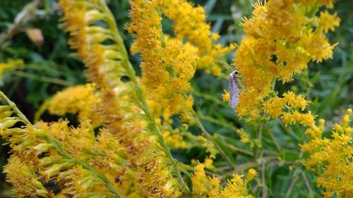 Close-up of yellow flowering plant