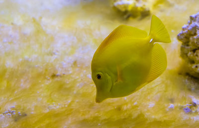 Close-up of fish swimming in sea