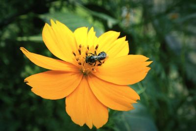 Close-up of insect on yellow flower