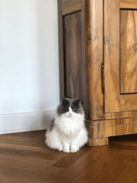 Ragdoll cat sitting on wooden floor