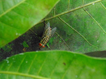 High angle view of insect on leaf