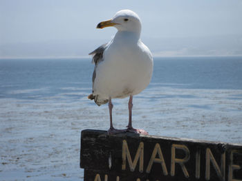 Close-up of seagull perching on beach against sky