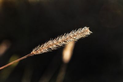 Close-up of an animal