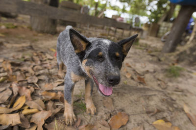 Close-up portrait of dog