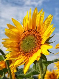 Close-up of yellow sunflower against sky