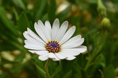 Close-up of white daisy