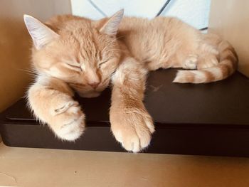 High angle view of cat sleeping on floor at home