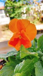 Close-up of orange flowering plant