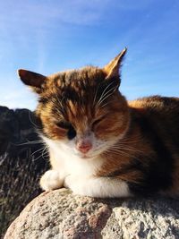 Close-up of cat relaxing against sky