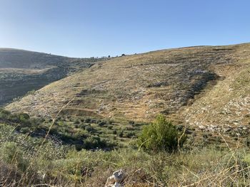 Scenic view of field against clear sky