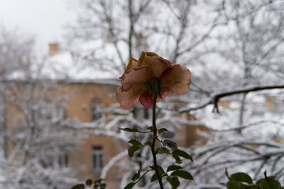 Close-up of snow on plant