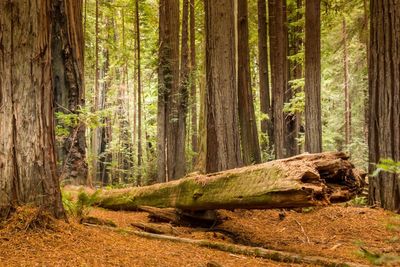 Pine trees in forest