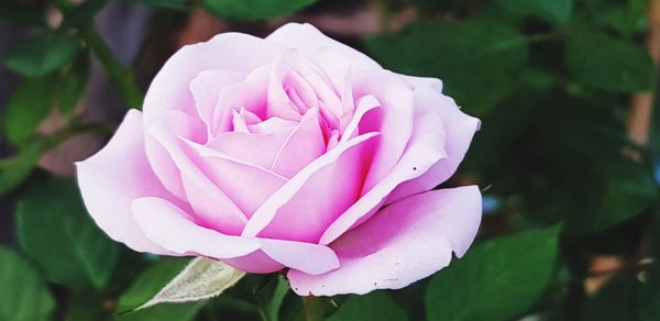 Close-up of pink rose flower