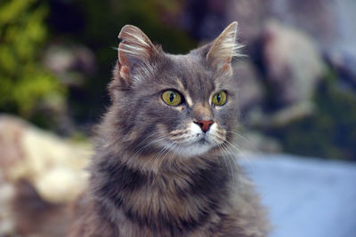 Close-up portrait of cat