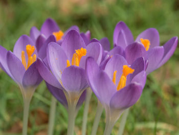 Close-up of crocus blooming outdoors