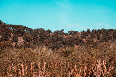Low angle view of trees on field against blue sky