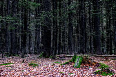 Pine trees in forest during autumn