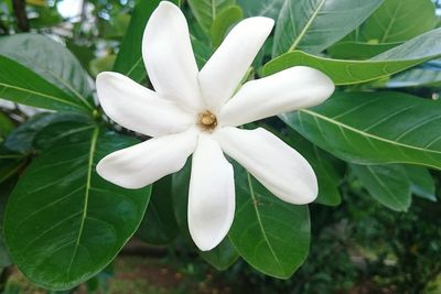 Close-up of white flower