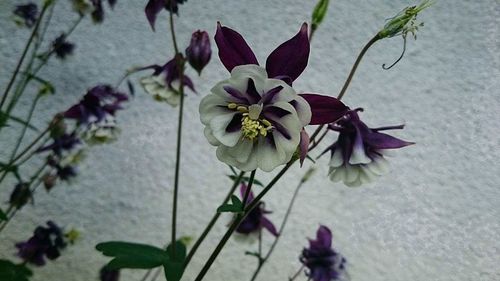 Close-up of flowers against blurred background