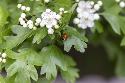 Close-up of ladybug on flower