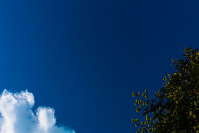 Low angle view of trees against blue sky