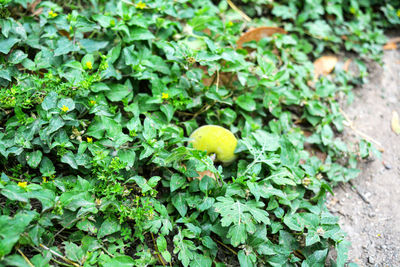 High angle view of berries growing on plant