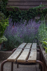 Purple flowers growing outdoors