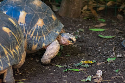 Close-up of turtle on field