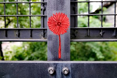 Close-up of red flower on railing by window