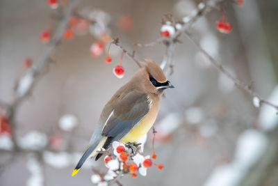 Close-up of bird perching on branch