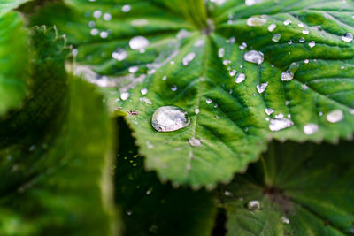 Close-up of raindrops on leaves