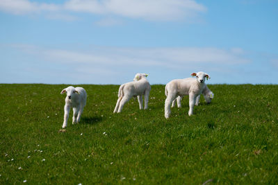 Baby lamb on green grass
