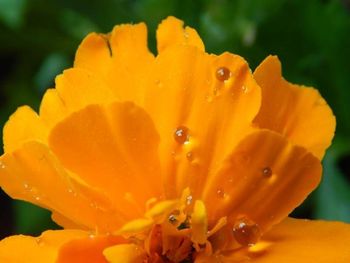 Close-up of yellow flower