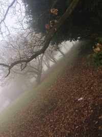 Close-up of tree reflection in water