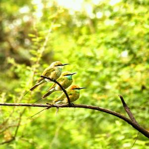 Bird perching on tree trunk