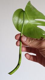 Close-up of hand holding leaf over white background