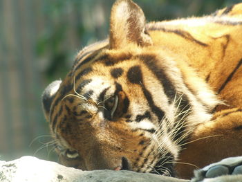 Close-up of tiger relaxing outdoors